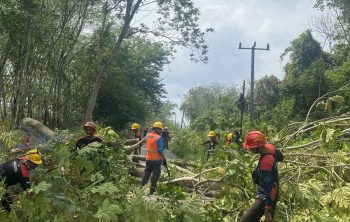 IMG-20250929-WA0020 Petugas PLN ULP Baturaja melakuoan penebangan dan pemangkasan pohon di wilayah Kabuoaten OKU. Foto: dok PLN ULP Baturaja